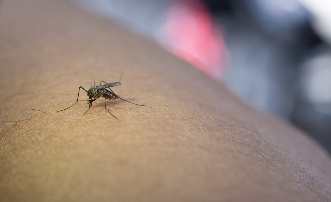 Atualização dos Boletins da Dengue e COVID-19
