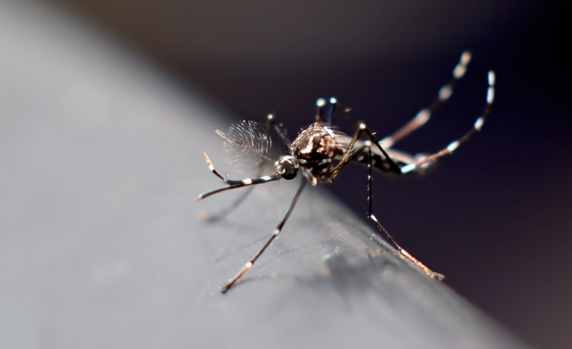 Atualização dos Boletins da Dengue e COVID-19