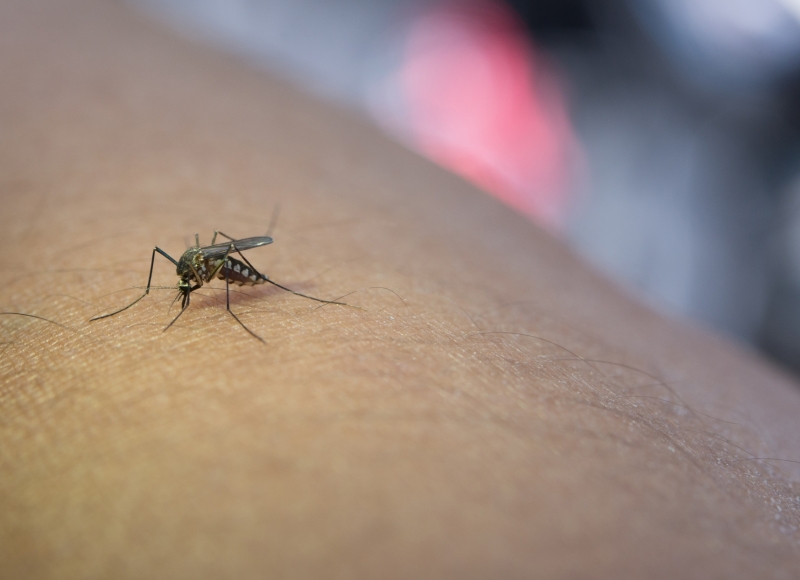 Boletim Epidemiológico da Dengue