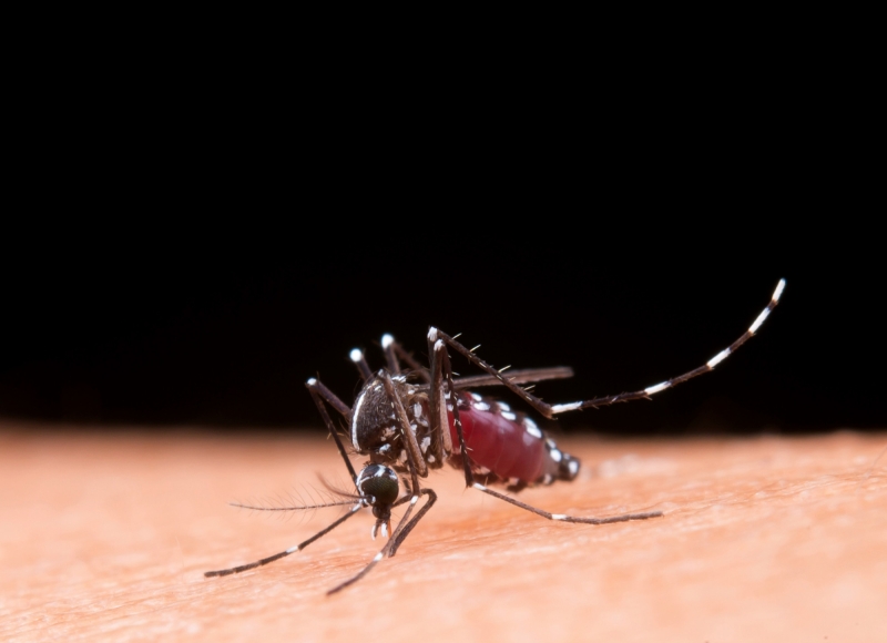 Atualização do Boletim Epidemiológico da Dengue