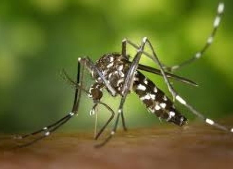 Atualização dos Boletins da Dengue e COVID-19