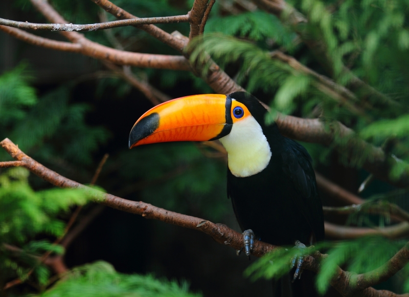 Resgate de Tucano