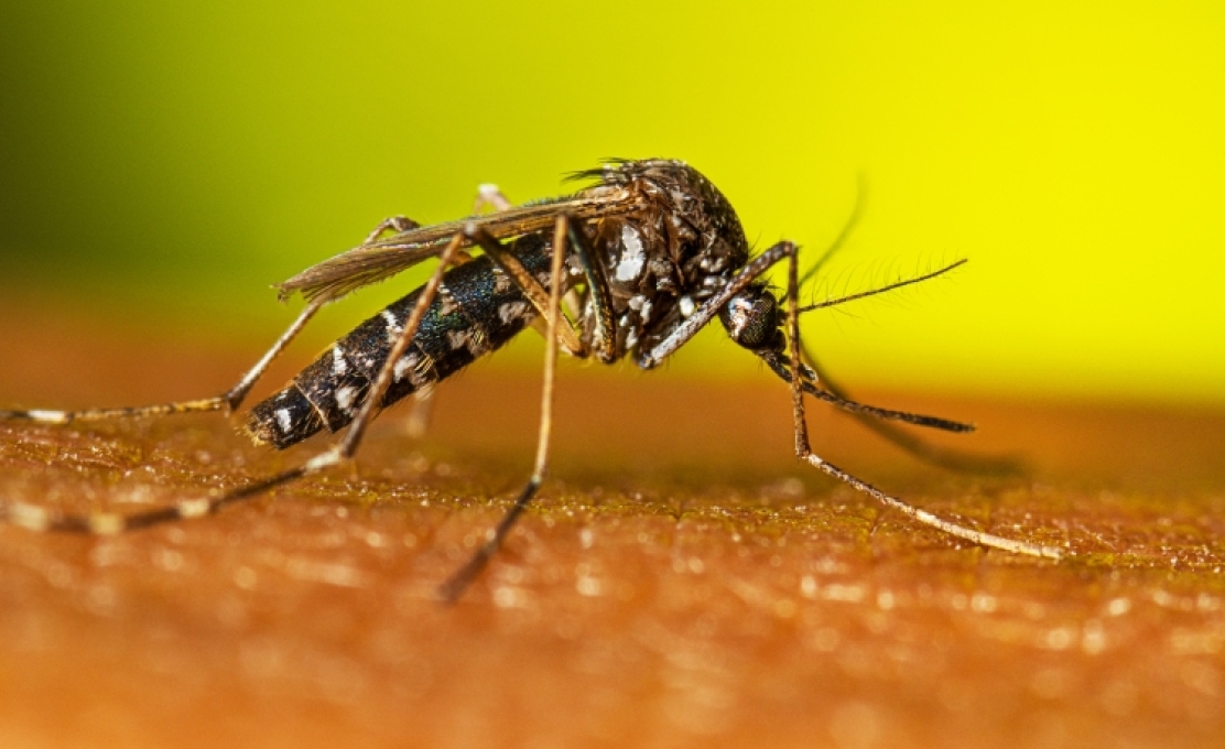 Atualização dos Boletins da Dengue e COVID-19