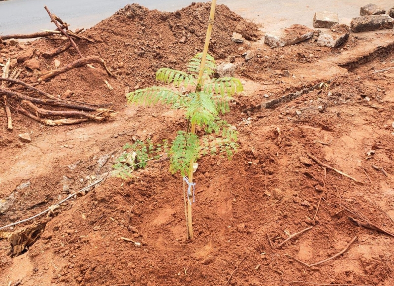 Em reforma, Praça Antônio Guimarães (Buracanã) recebe muda de Jacarandá-mimoso em substituição a árvore comprometida