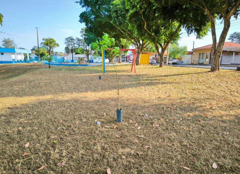 Plantio de mudas de árvore e controle de formigas na Praça Zuleika de Mello Moura Balbão