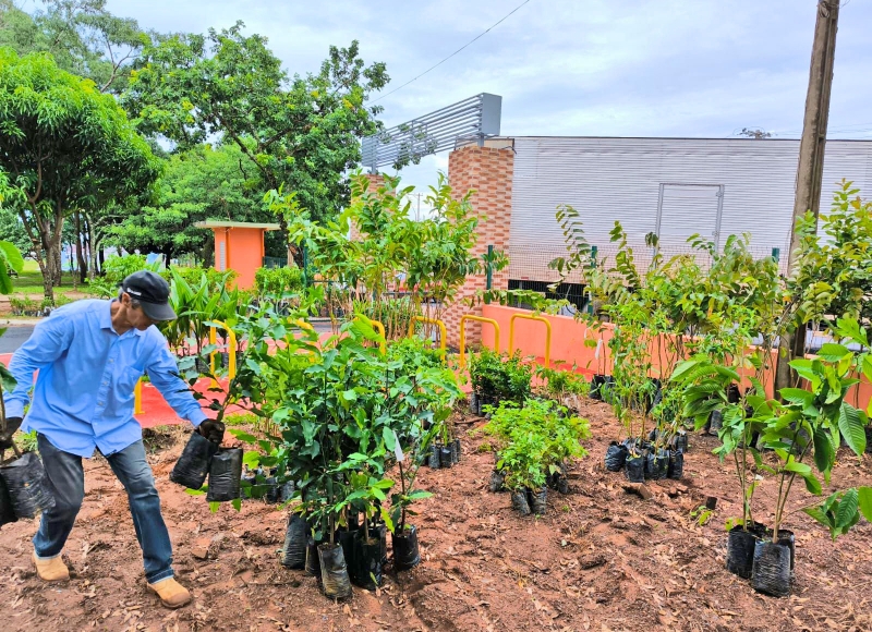 Viveiro Escola do Bosque Municipal recebe as primeiras mudas de diferentes espécies