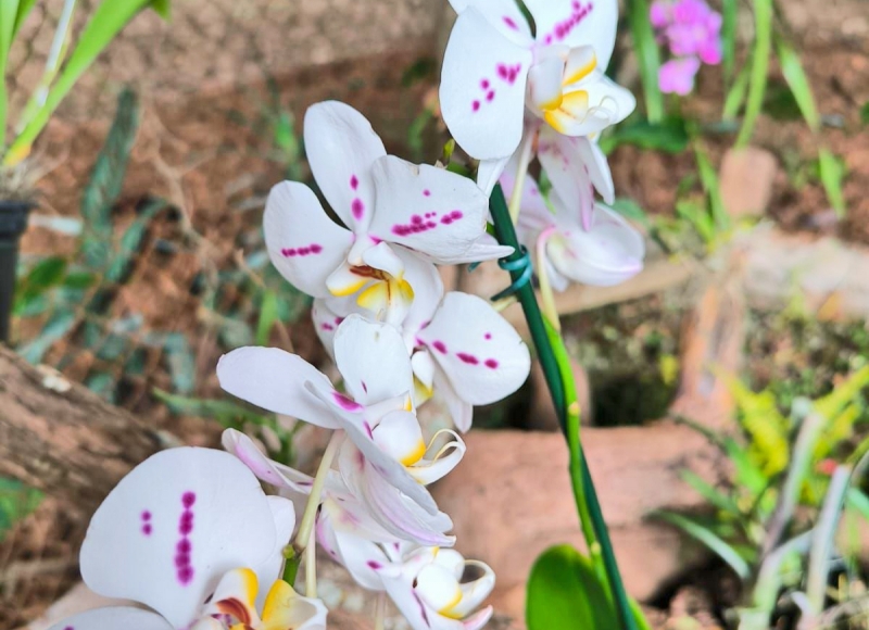 Bosque Municipal ganha Orquidário