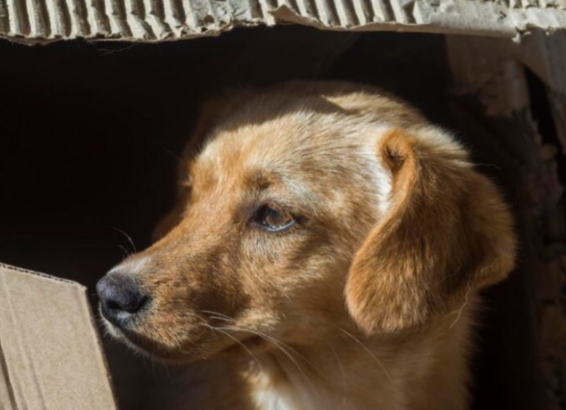 Encontrou um animal abandonado ou precisando de ajuda? O Serviço de Acolhimento Animal orienta sobre como proceder.