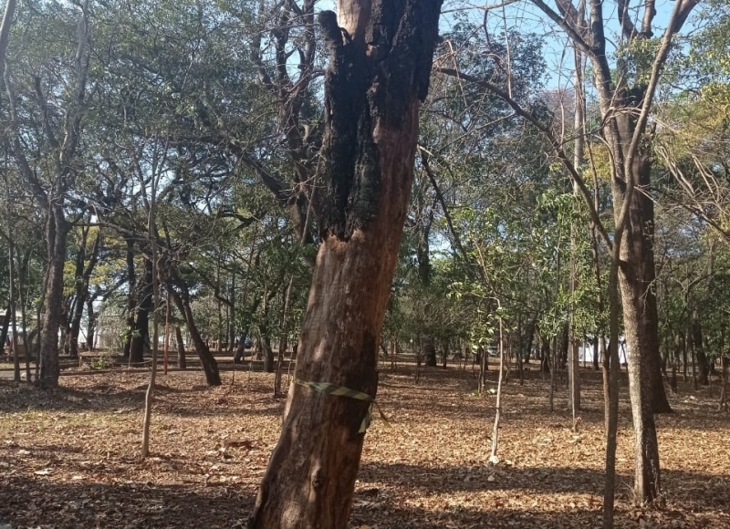 Manejo de biodiversidade e segurança