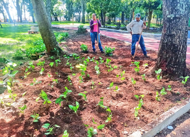 Bosque Municipal recebe mudas de Singônio