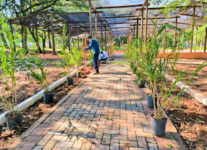 Serviços de implantação do novo Paisagismo do Bosque Municipal seguem a todo vapor