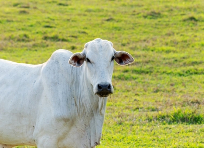 Atenção produtor Rural para o prazo da Declaração de Rebanho