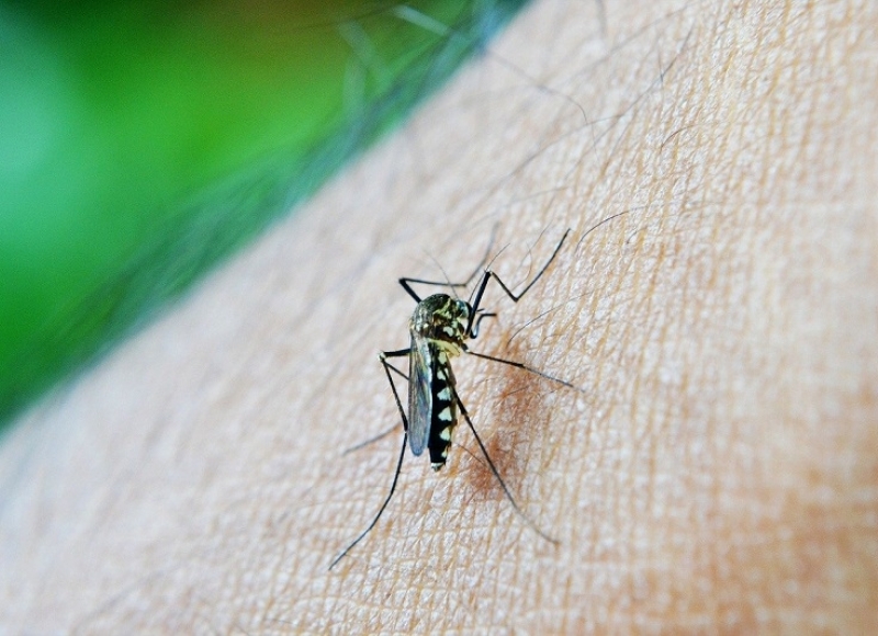 Combate à dengue é tema de reunião nesta quarta-feira (12)