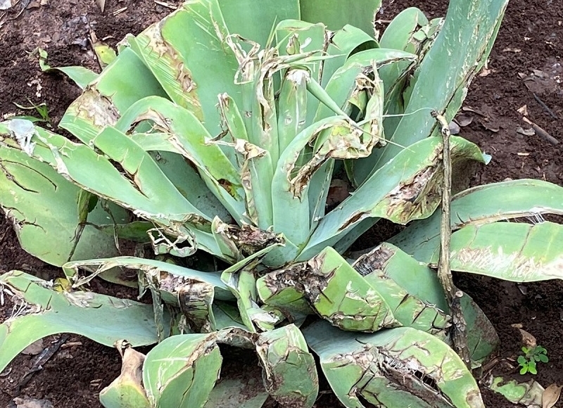 Setor de Meio Ambiente tem mudas de plantas vandalizadas e roubadas