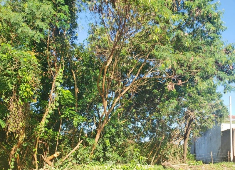 Departamento de Meio Ambiente fará o manejo sustentável de espécies invasoras