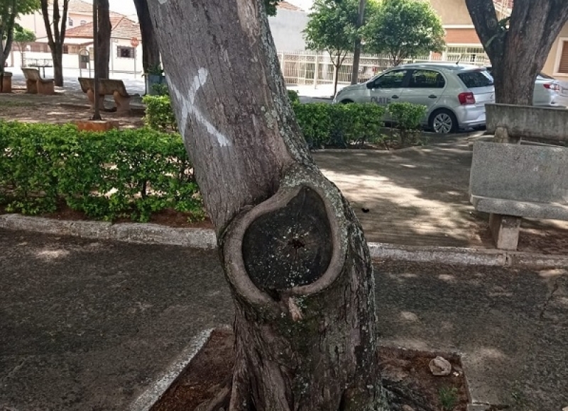 Meio Ambiente fará o plantio de árvores nativas e frutíferas pela cidade nesta quarta-feira (23)