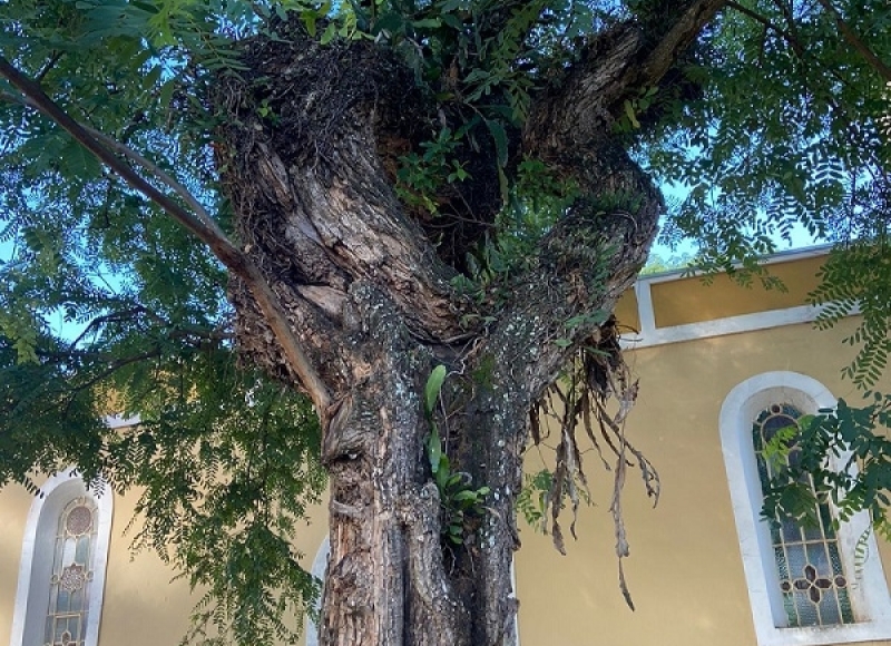 Prefeitura corta árvore por risco de queda na praça Santo Antônio