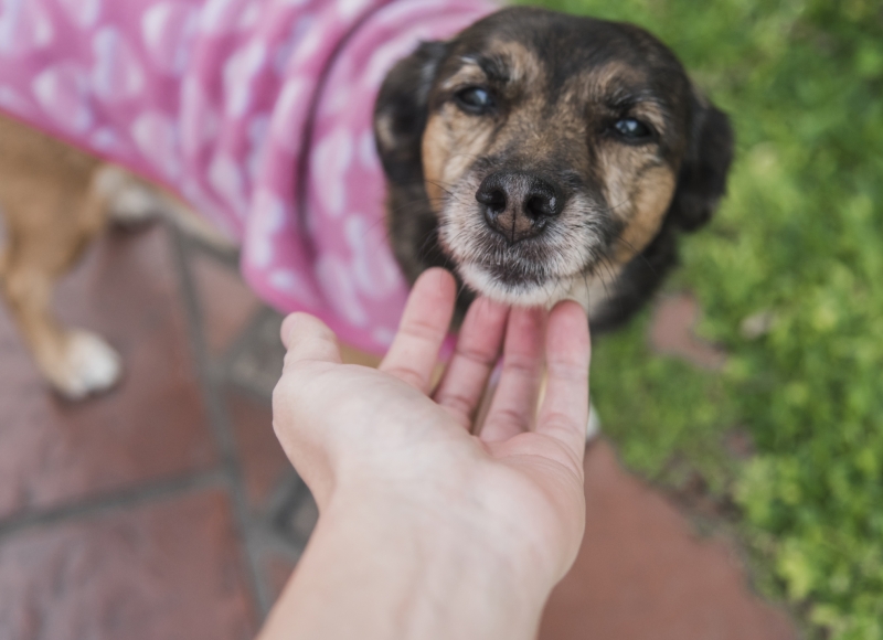 Abril é o mês dedicado a prevenção contra a crueldade animal